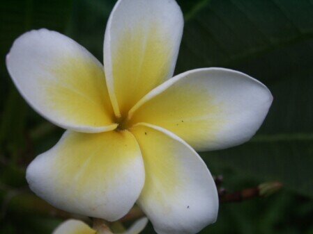 Plumeria alba Fleur de Plumeria Alba