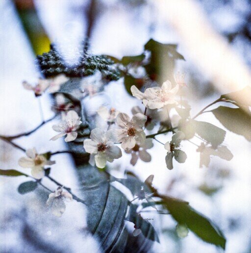 Cerisier en fleurs Fleurs de cerisiers au printemps